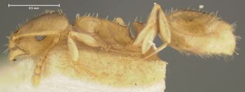 Media type: image;   Entomology 8677 Aspect: habitus lateral view